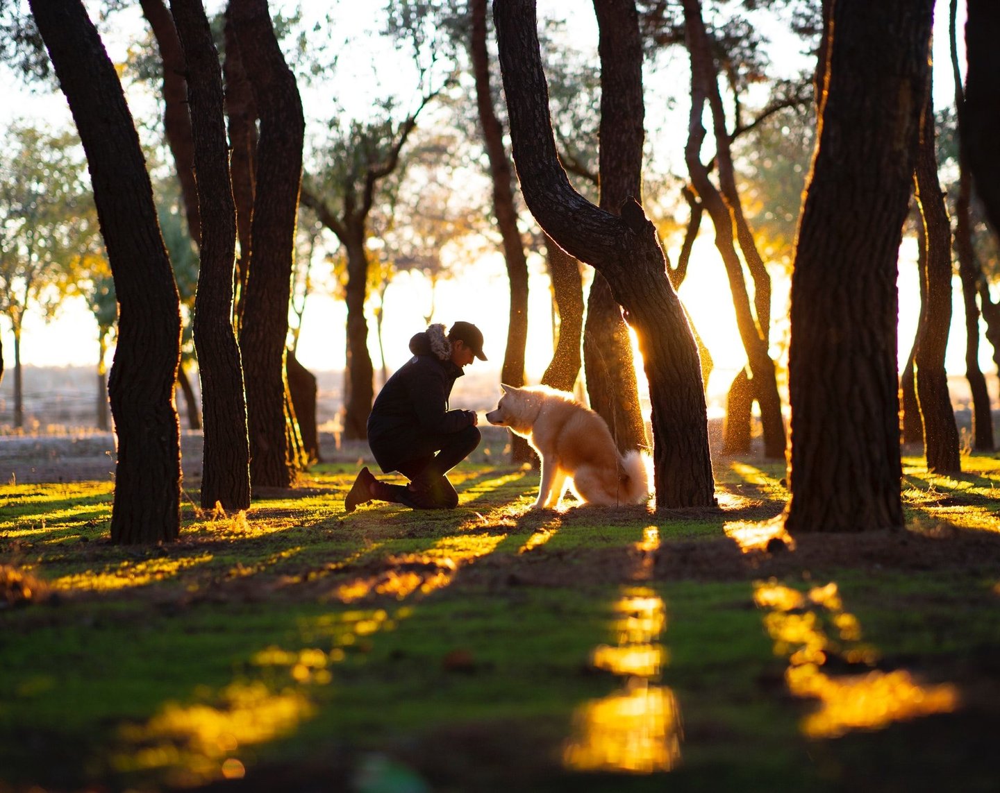 Pet-friendly communities in Dubai