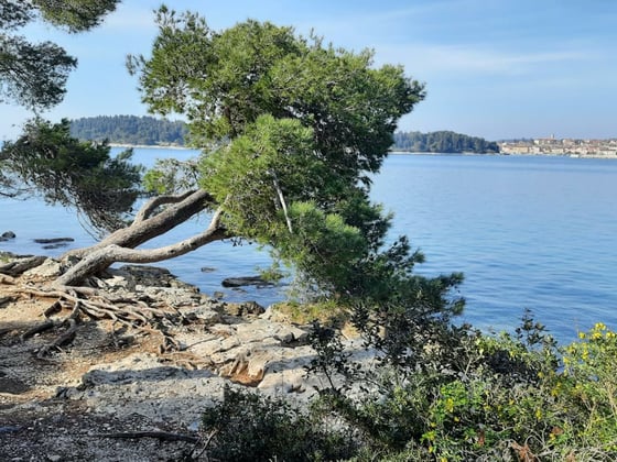 Modern new villa in Rovinj, mere 200 meters from the beach,, picture 22