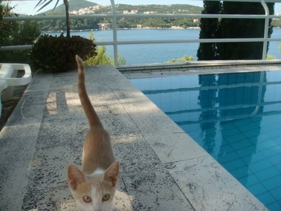 Unique magnificent villa with a swimming pool on the FIRST L, picture 10