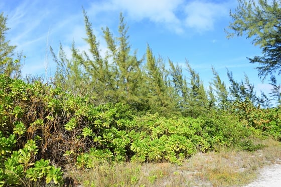 20 Acres Kemps Bay, Beachfront Acreage - MLS 68729, picture 32
