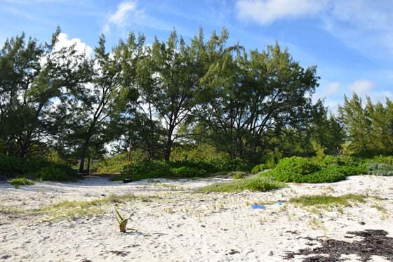 20 Acres Kemps Bay, Beachfront Acreage - MLS 68729, picture 5