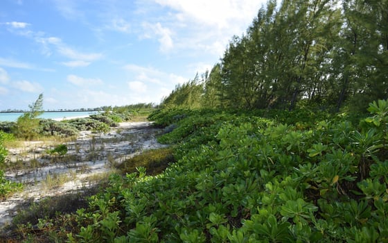20 Acres Kemps Bay, Beachfront Acreage - MLS 68729, picture 26