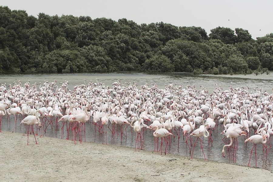 Ras Al Khor Sanctuary
