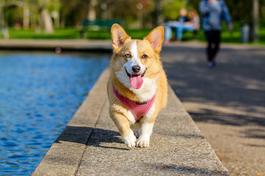 Moving to Dubai with pets
