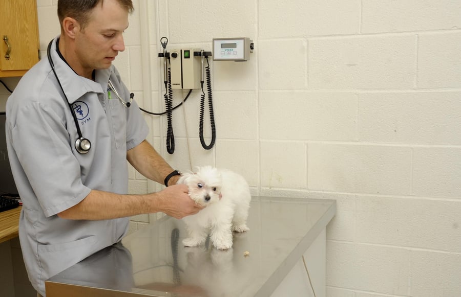 Moving to Dubai with pets