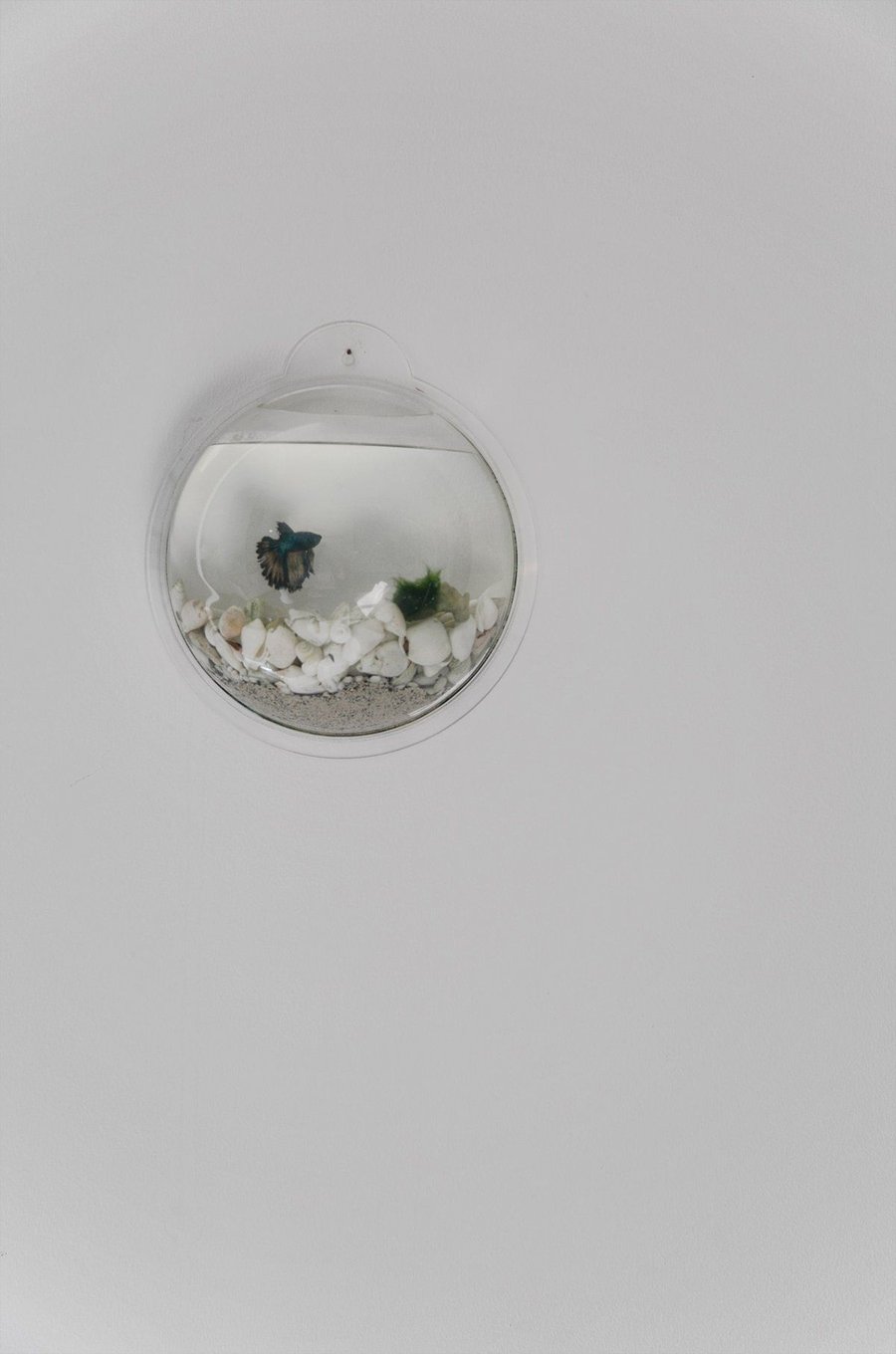 Fish bowl